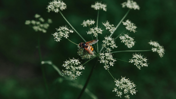 selective focus of bee on cow parsley flowers with blurred background - Photo, Image