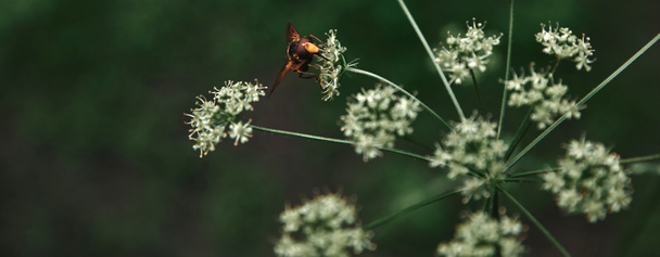 επιλεκτική εστίαση των μελισσών σε cow μαϊντανός λουλούδια με θολή φόντο - Φωτογραφία, εικόνα