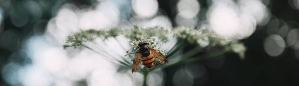 背景をぼかした写真を花に蜂の選択と集中 - 写真・画像
