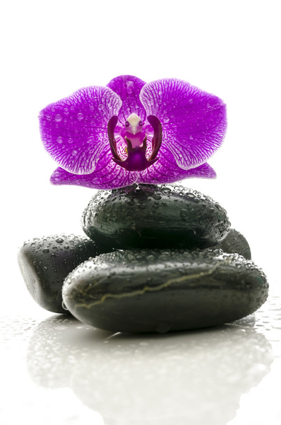Violet orchid on massage stones with water drops - Photo, Image