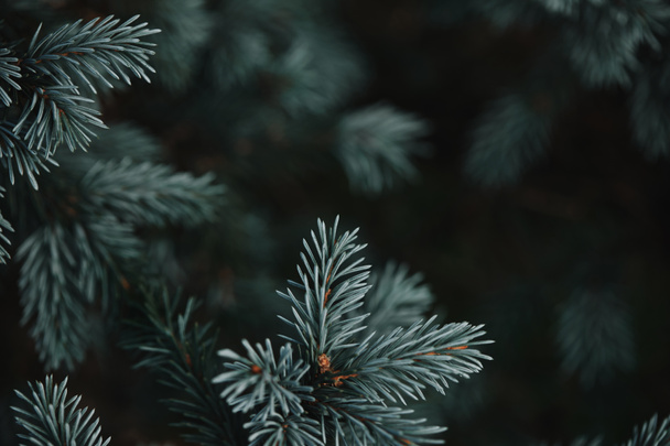 selective focus of white pine branches with needles on blurred background - Fotografie, Obrázek