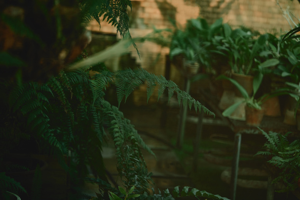 селективный фокус зеленых листьев страусиного папоротника
  - Фото, изображение