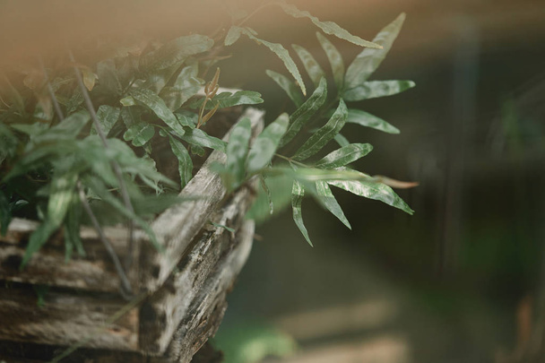 selektiver Fokus der grünen Pflanzenblätter im Holzkasten im Freien - Foto, Bild