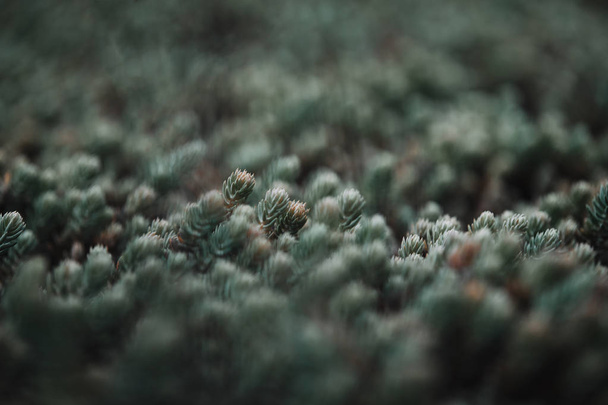 selective focus of pine branches with needles on blurred background - Foto, afbeelding