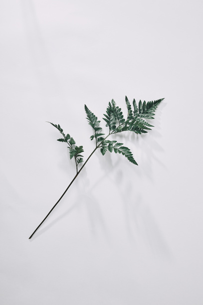 top view of single green fern branch lying on white on white - Фото, изображение