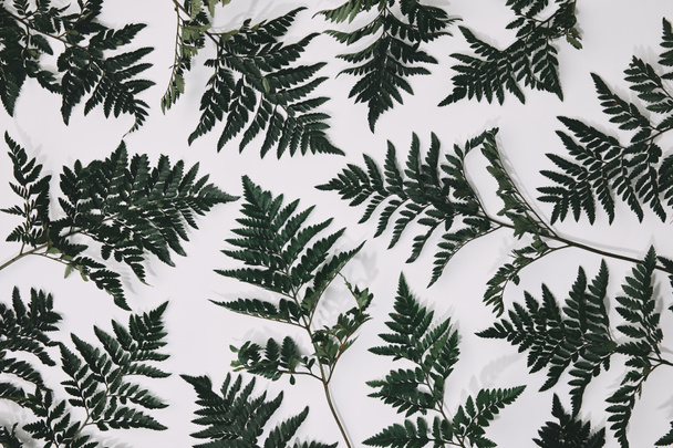 pohled shora fern listí na bílý povrch - Fotografie, Obrázek