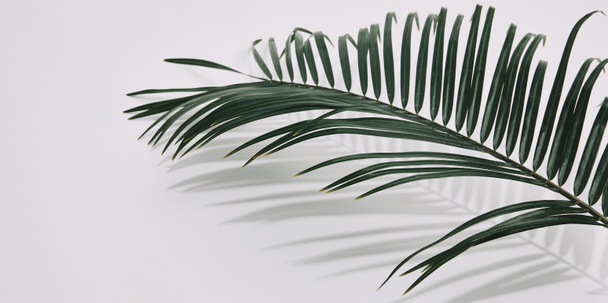 close-up shot of palm branch over white tabletop - Fotoğraf, Görsel