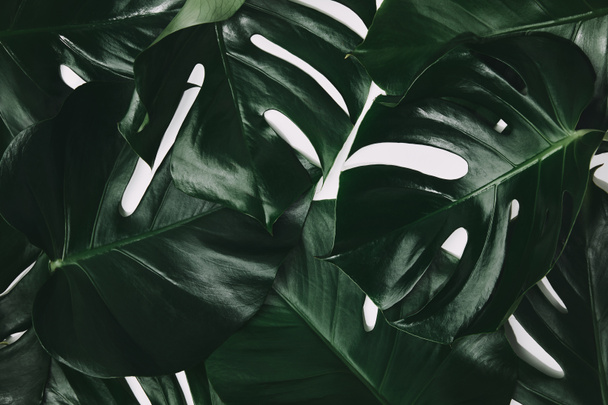 tiro quadro completo de folhas monstera verde isolado em branco
 - Foto, Imagem