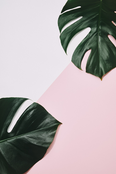 top view of green monstera leaves on pink surface - Photo, Image