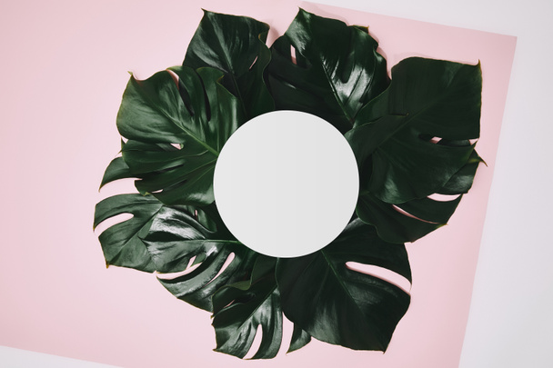 вид зверху на листя Монстери з круглою рамкою на рожевій поверхні
 - Фото, зображення
