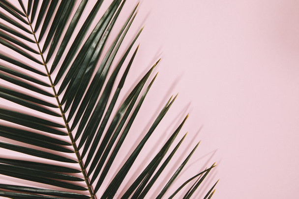 vista superior de la rama de la palma sobre la superficie rosa
 - Foto, imagen