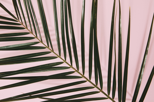 top view of palm branch on pink tabletop - Valokuva, kuva
