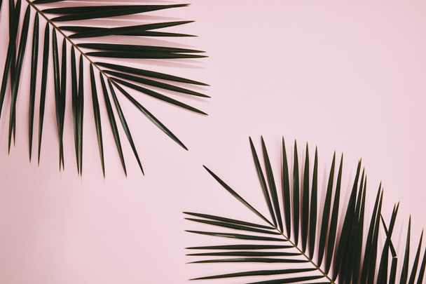top view of palm branches arranged on pink surface - Foto, imagen