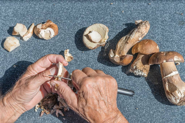 Tuoreet porcini-sienet puhdistetaan ja leikataan viipaleiksi, Saksa
 - Valokuva, kuva