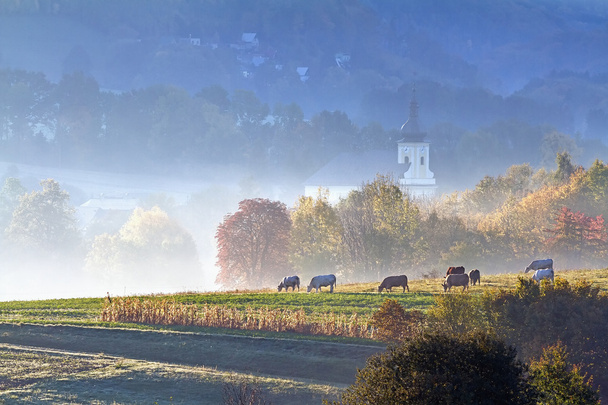 pastoreo de otoño en la niebla de la mañana
 - Foto, Imagen