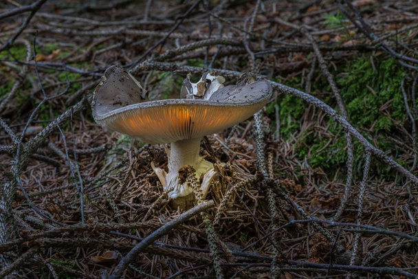 Artystyczny przedstawienie rozjarzony gill grzyby w lesie, Niemcy - Zdjęcie, obraz