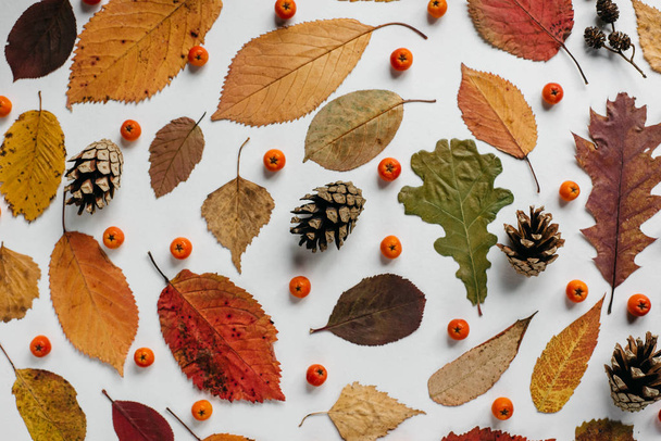 autumn fall flat lay, top view creative pattern arrangement. - Foto, afbeelding