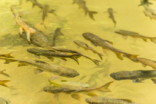 Mahseer Барб риби на Phlio водоспад Національний парк в Чантабурі, Таїланд - Фото, зображення
