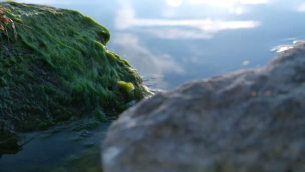 Een Amerikaanse rivier rivierkreeft Latijnse Astacus astacus op een steen met groene algen afdaalt in het water van een rivier- of meerwater. - Video