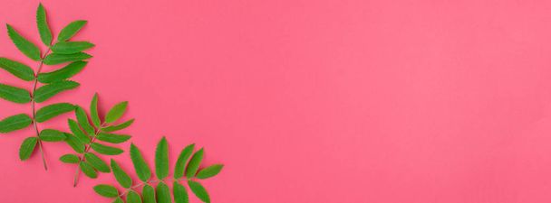 Creative flat lay top view pattern with fresh green rowan tree leaves on bright pink background with copy space in minimal duotone pop art style, frame template for text. Long wide banner - Photo, Image