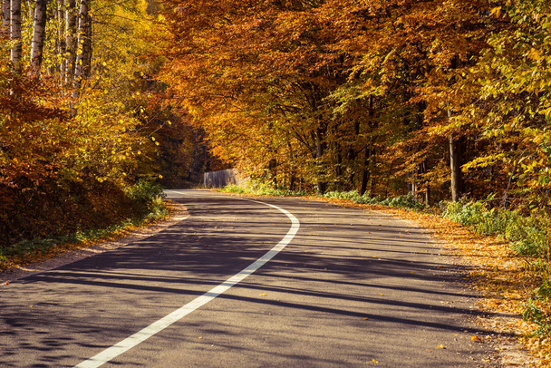 Empty road leading through fall foliage forest in the autumn - Zdjęcie, obraz
