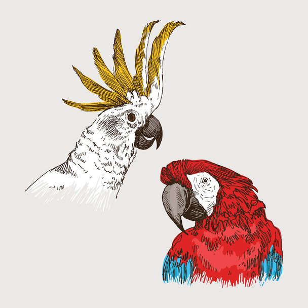 Hand drawn colorful sketch vintage exotic tropical bird. Head of parrot macaw and cockatoo. Vector illustration isolated object - Vektor, obrázek