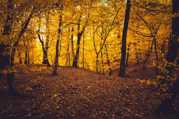 A l'intérieur d'une forêt d'automne colorée aux feuilles jaunes
 - Photo, image