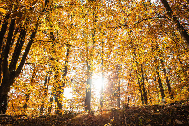 Inside a colorful autumn forest with yellow leaves - Fotoğraf, Görsel