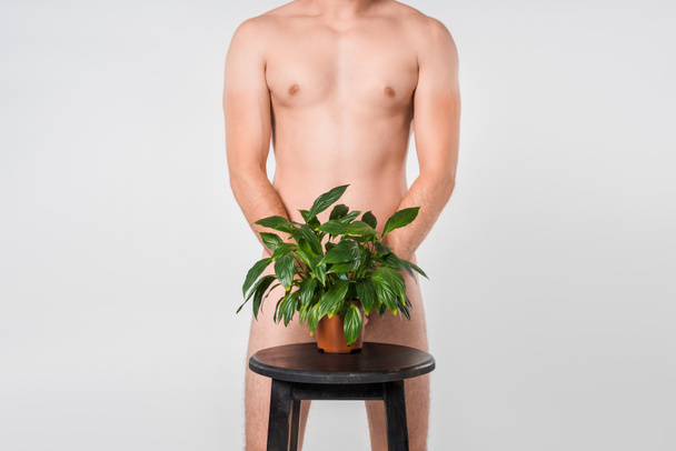 cropped shot of naked man standing behind green plant in flowerpot on chair isolated on grey - Фото, изображение