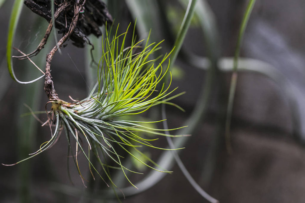 Bromeliad tilland ve tilland çiçeği - Fotoğraf, Görsel