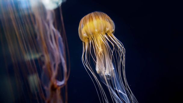 Közelkép a gyönyörű medúza úszás. - Fotó, kép