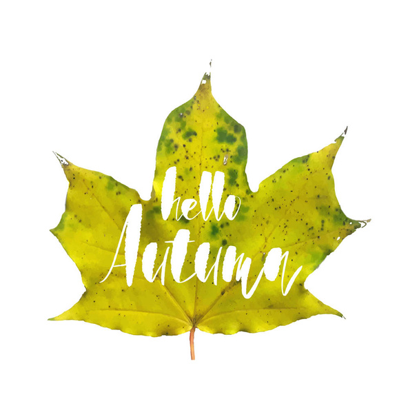 Hello Autumn greeting card with Realistic Maple leaf isolated on white background for your poster, placard, card or flyer design. - Вектор,изображение