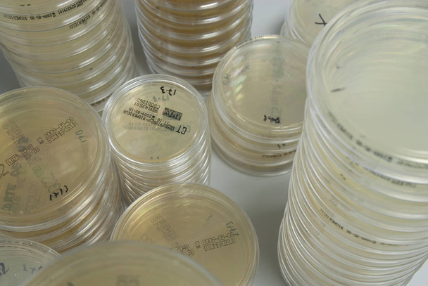 Petri yemekler, laboratuvar kültürleri - Fotoğraf, Görsel