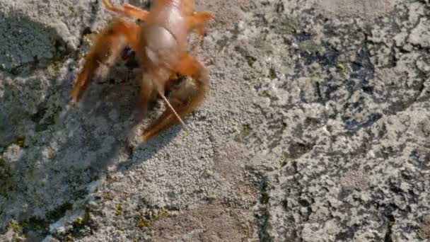 Amerikaanse of Europese rivierkreeft op een rots bedekt met mos komt neer. - Video