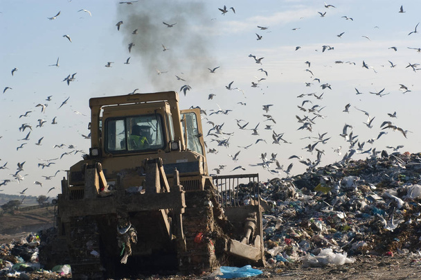 Seagulls, birds in landfill - Photo, Image