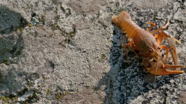 American crayfish on the stone moves mustache and goes down. - Footage, Video