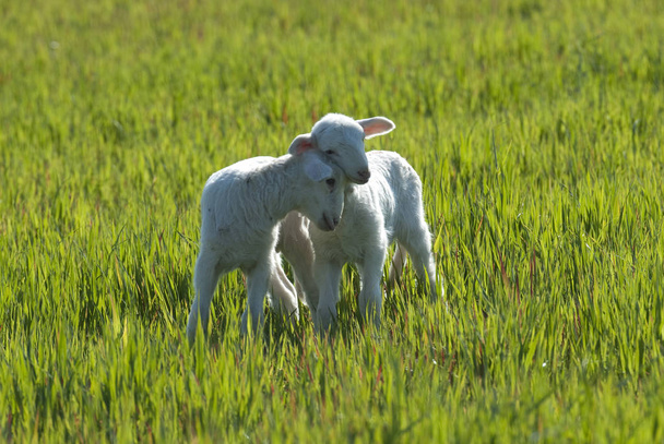 EWE jagnięta owiec, na łące - Zdjęcie, obraz