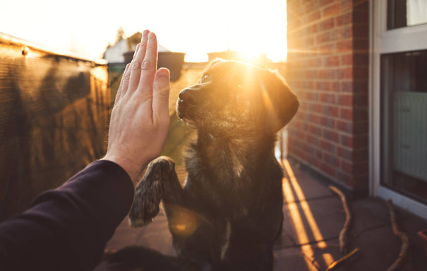 handshake between cute australian shepherd mix and person in front of beautiful sunset shining on paw and hand with copy space - Photo, Image