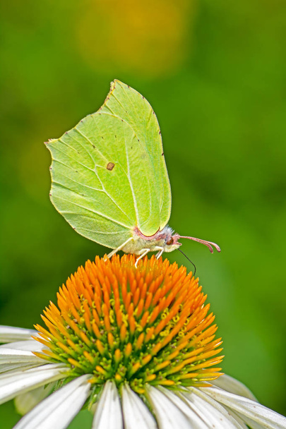 Kükürt kelebeği (gonepteryx rhamni) Ekinezya çiçek çiçek - Fotoğraf, Görsel