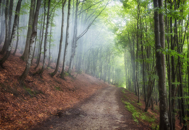 kesäinen pyökki metsä rinteillä vuoret, Ukrainan Karpaatit
 - Valokuva, kuva