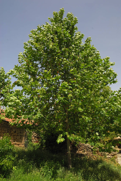 Platanus acerifolia, Plantas Alérgenas
 - Foto, Imagem