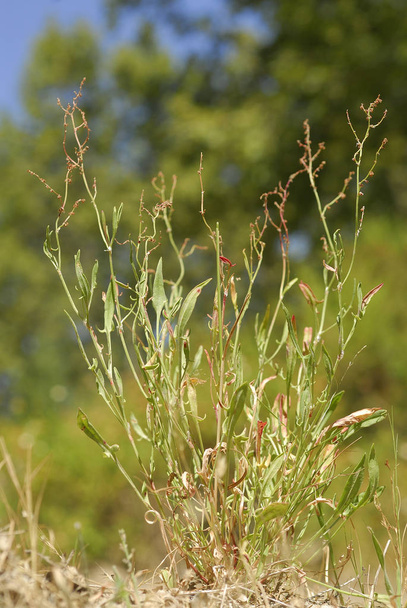 Rumex acetosella, Allergens Plants - Photo, Image