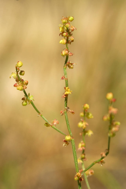 ルメックスアセトセラ、アレルゲン植物 - 写真・画像