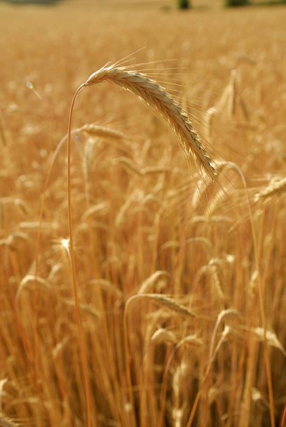 Secale cereal, Rye, Allergens Plants - Photo, Image