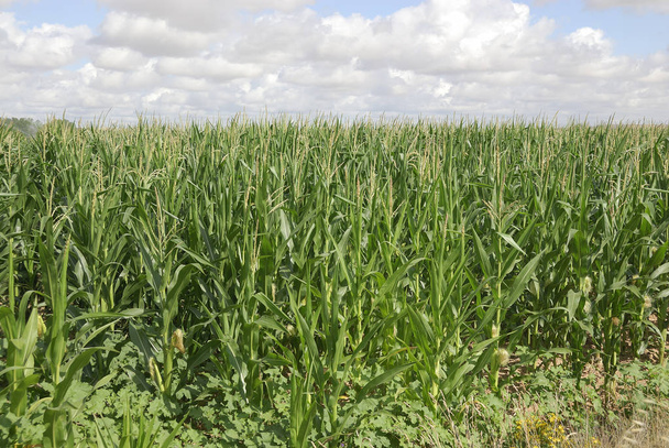Далі Zea Мейс, кукурудза, алергени рослин - Фото, зображення