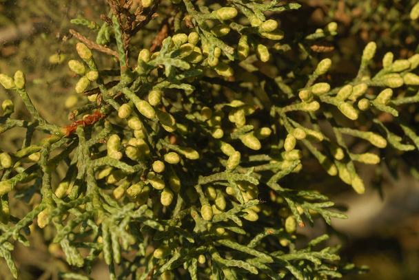 アリゾナイトスギ、アレルゲンの植物 - 写真・画像