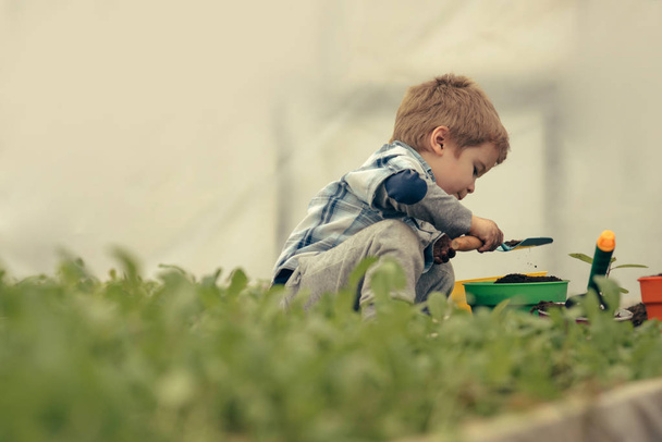 small boy in greenhouse. greenhouse worker. small boy work in greenhouse. modern greenhouse gardening. small boy wants to be farmer. curious small boy planting trees. business owner. - Foto, Bild