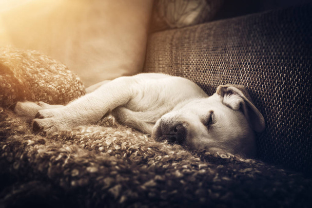 jonge schattige kleine witte labrador retriever hond puppy is slapen op de Bank thuis - Foto, afbeelding