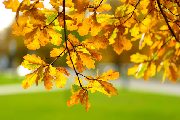 Beautiful golden oak leaves on a tree branch on bright autumn day - 写真・画像