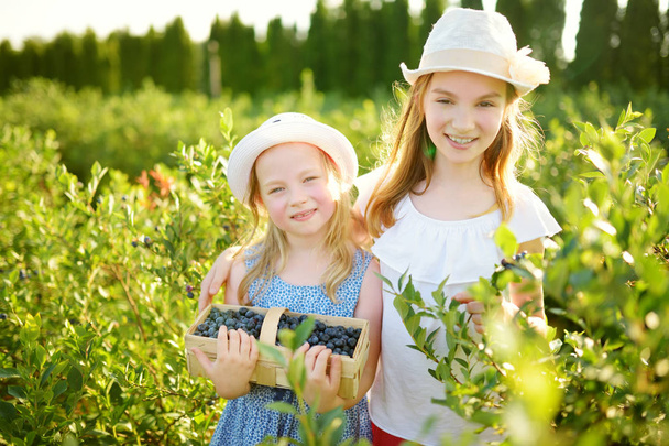 Cute little sisters picking fresh berries on organic blueberry farm on warm and sunny summer day. Fresh healthy organic food for small kids. Family activities in summer. - Photo, Image